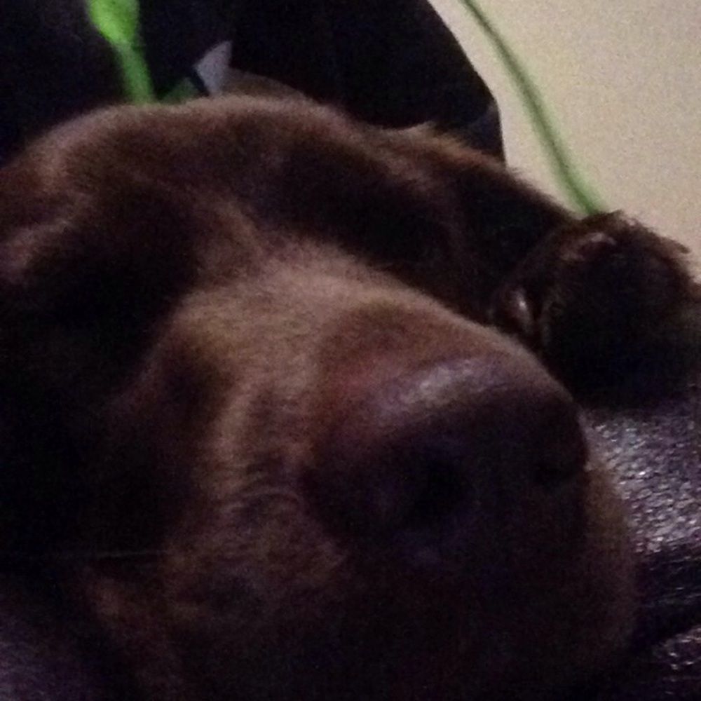 Meet your Posher, Haydn